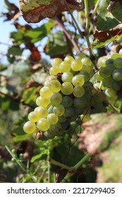 White Wine Grapes From Sorrento, Vesuvius Vulcano