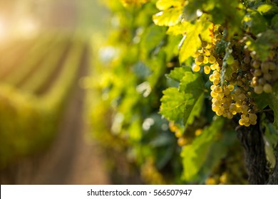 White wine grapes in the vineyard