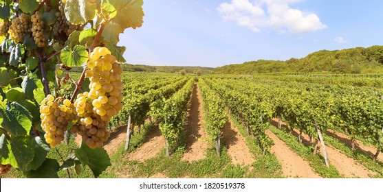 Weiße Weintrauben auf einem Weinberg in der Nähe eines Weinkellers vor der Ernte, Weinbau in der Toskana, Italien Europa