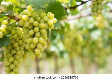 White wine grapes in vineyard on day time. Bunches of white wine green grapes on vine vineyard fruit farm organic at suanphung, ratchaburi thailand.