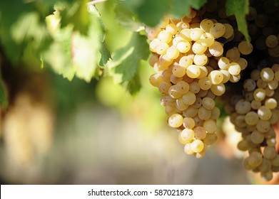 White Wine Grapes In Vineyard On A Sunny Day