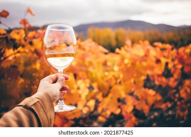 White wine in wineglass near grapevine with red and yellow leaves on vineyard at bright sunlight on nice autumn day closeup.