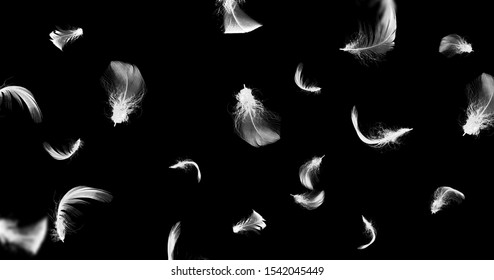 821,460 Black Background Feathers Images, Stock Photos & Vectors 