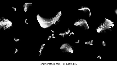 White Wing Black Background Stock Photo 1542045455 | Shutterstock