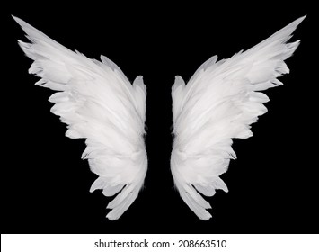 white wing isolated  on dark background 