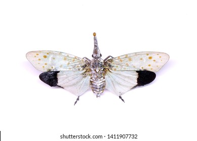 White Wing Lanternfly Pyrops Astarte White Stock Photo 1411907732 ...