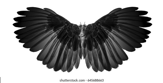 white wing on black blackground