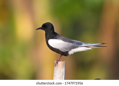 White winged tern resting on a bamboo pole