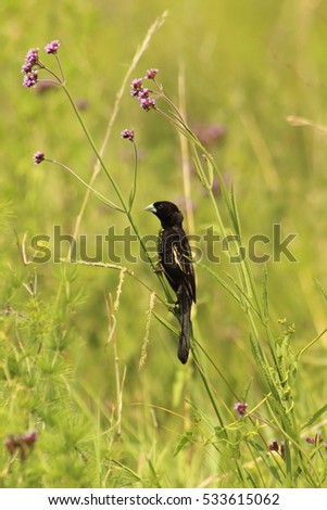 White winged widow.