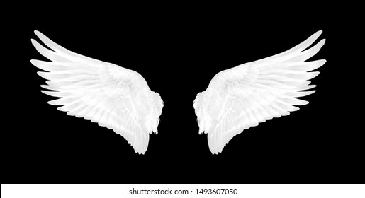 white wings of bird on black background