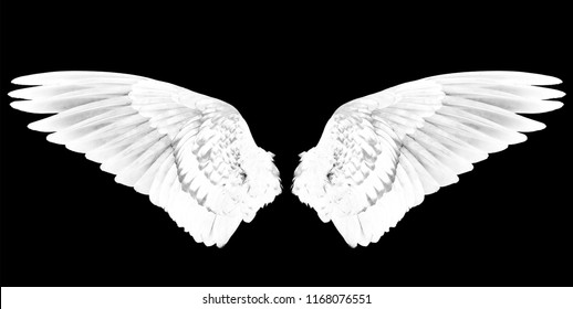 White wings