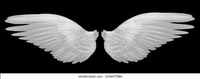 White Wings On Black Background