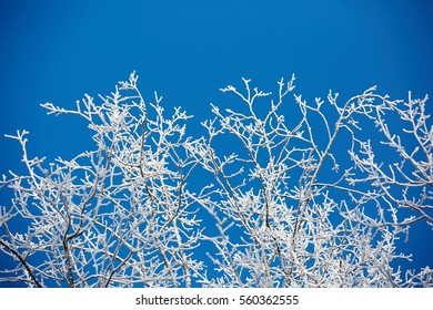 White Winter Branches On Blue Sky