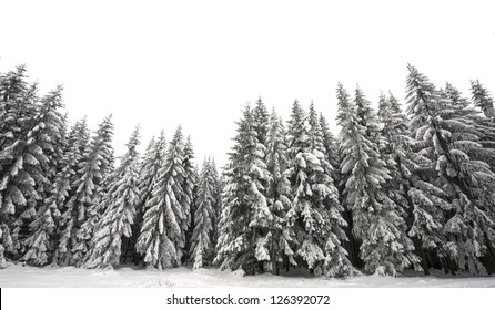 white winter forest - white background