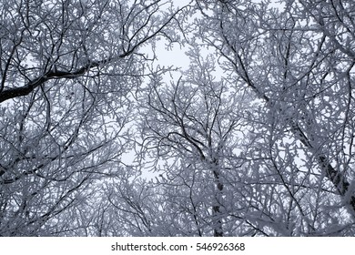 White Winter Forrest - Beautiful Snowy Tree Tops Against The Sky