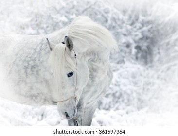 White Winter Horse Portrait