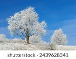 White winter landscape with snow in Hessia, Germany with trees and shrubs covered with hoar frost, with blue sky.