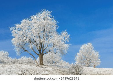 White winter landscape with snow in Hessia, Germany with trees and shrubs covered with hoar frost, with blue sky. - Powered by Shutterstock