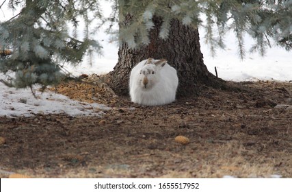 White Winter Resting White-tailed Jackrabbit 