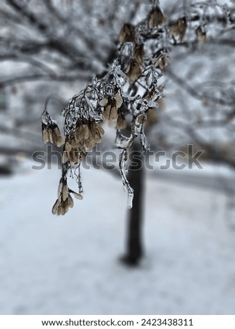 White winter snow forest tree frozen leaves ice freezing rain Quebec Landscape Canada 