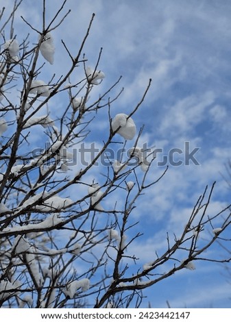 White winter snow forest tree frozen leaves ice freezing rain cloudy blue sky Quebec Landscape Canada 