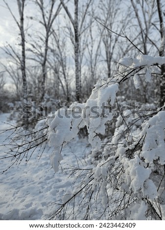 White winter snow forest tree frozen leaves ice freezing rain cloudy blue sky Quebec Landscape Canada 