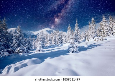White winter spruces under the starry sky. Location place Carpathian mountains, Ukraine, Europe. Photo wallpapers. Long exposure shot, astrophotography. Happy New Year! Discover the beauty of earth.