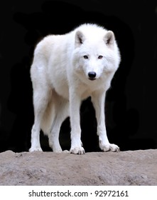 white-wolf-260nw-92972161.jpg