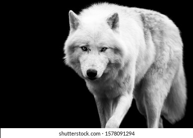 White Wolf With A Black Background