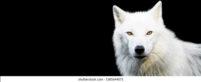 White Wolf With A Black Background