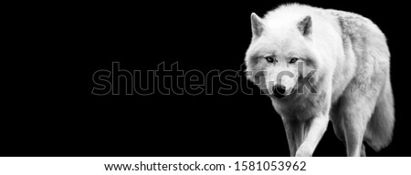 White wolf with a black background