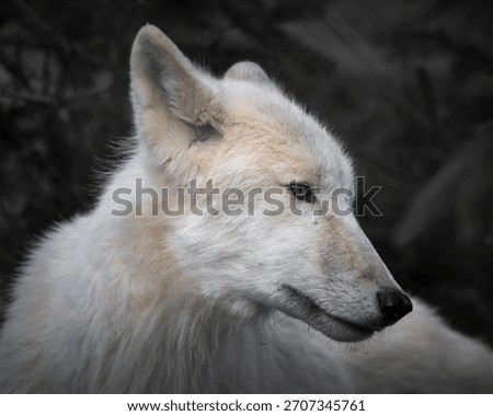 White Wolf Close up Side View