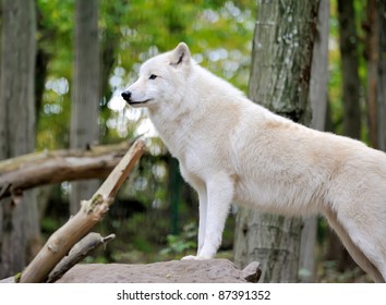 White Wolf In Forest