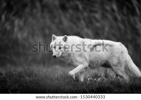 Similar – Wolves in nature Nature