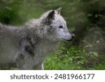 White wolf in a forest setting