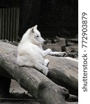 white wolf laying