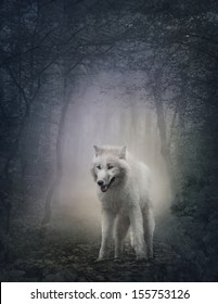 White Wolf In The Night Forest