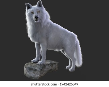 White wolf on stone render with grey background	