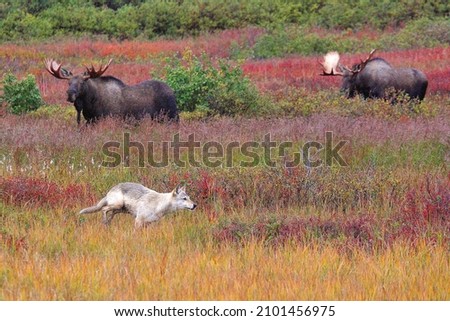 White wolf passes by two Moose Bulls in pursuit of calf which he did take down by himself in Denali National Park.