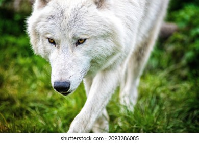 531 Wolf prowling Images, Stock Photos & Vectors | Shutterstock