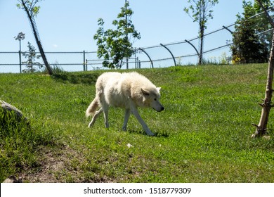 White Wolf Red River Zoo, Fargo, North Dakota