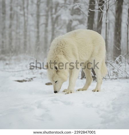 White wolf sniffs out its prey in the forest