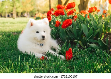 White wonderful Samoyed puppy sits on the green grass, listens to commands, lies, plays with flowers in a beautiful park, spring, red tulips, flower petals. Dog in nature, a walk in the park.