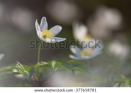 Similar – Image, Stock Photo for all girls Garden