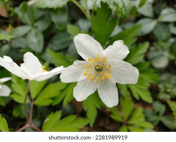 white wood anemone in a german forest