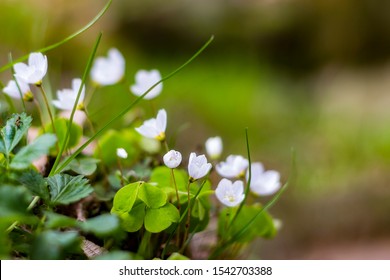 White Wood Sorrel, Oxalis acetosella, beautiful little forest flower, white blooming spring flowers - Shutterstock ID 1542703388