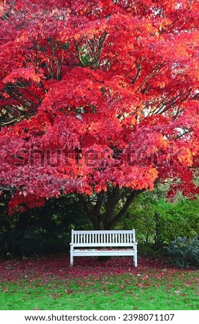White wooden bench under Downy Japanese Maple (Acer japonicum) with red autumn leaves, Schleswig-Holstein, Germany