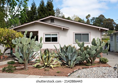 White Wooden Bungalow with a Giant Succulent Front Garden