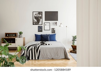 White Wooden Commode Next To Bed With Dark Blue Pillows, Grey Duvet And Striped Black And White Blanket In Bedroom With Framed Art Gallery On The Wall. Real Photo Concept