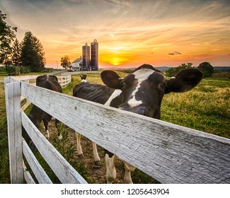 White Wooden Fence With Cow In Front Of A Dairy Farm In  Orange County New York